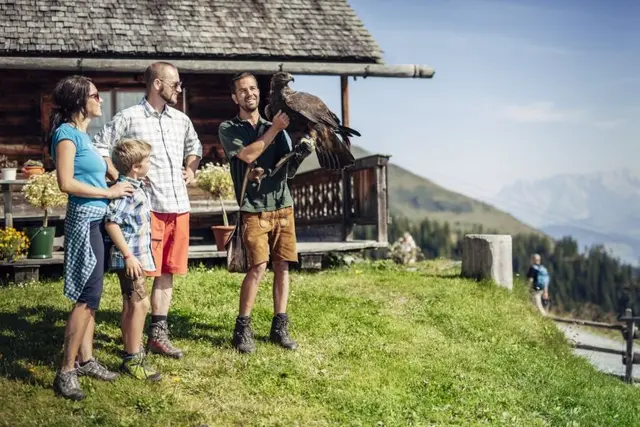 Greifvogelshow Werfen